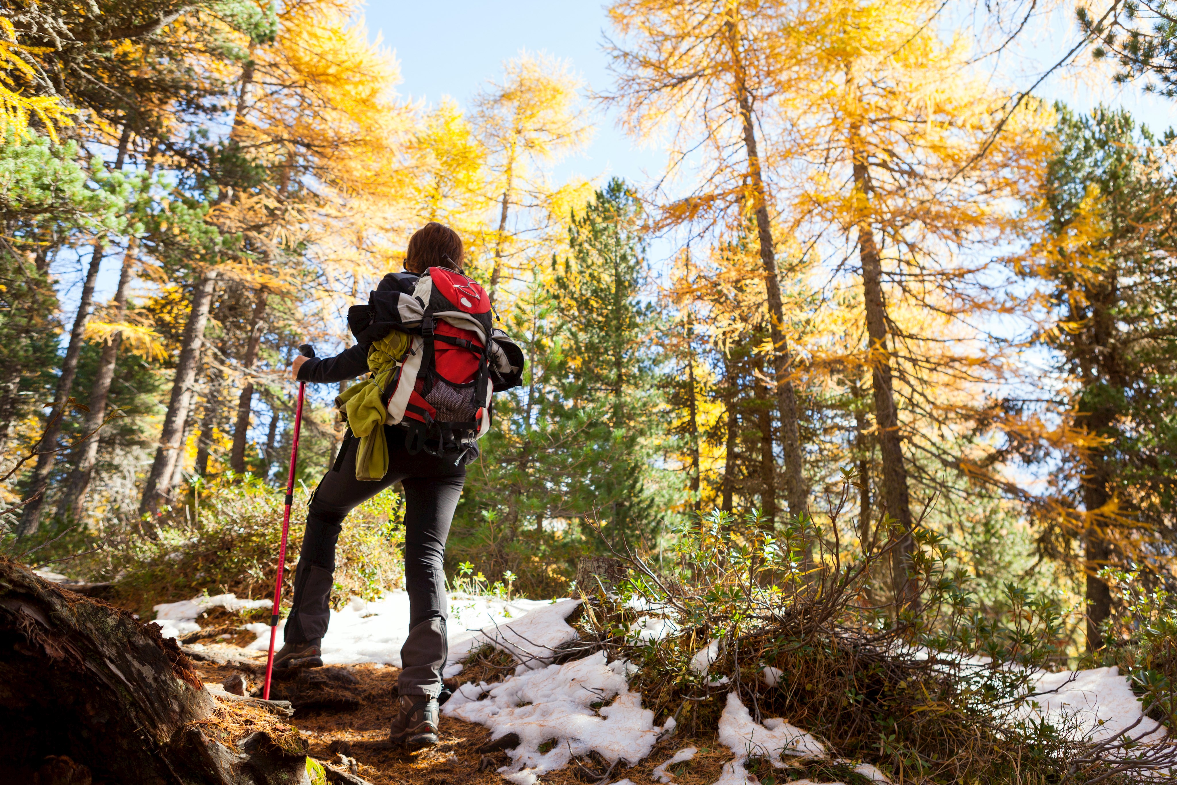 Nordic Walking Ein Wanderer mit Gepäck und Stöcken im sonnigen, verschneiten Wald