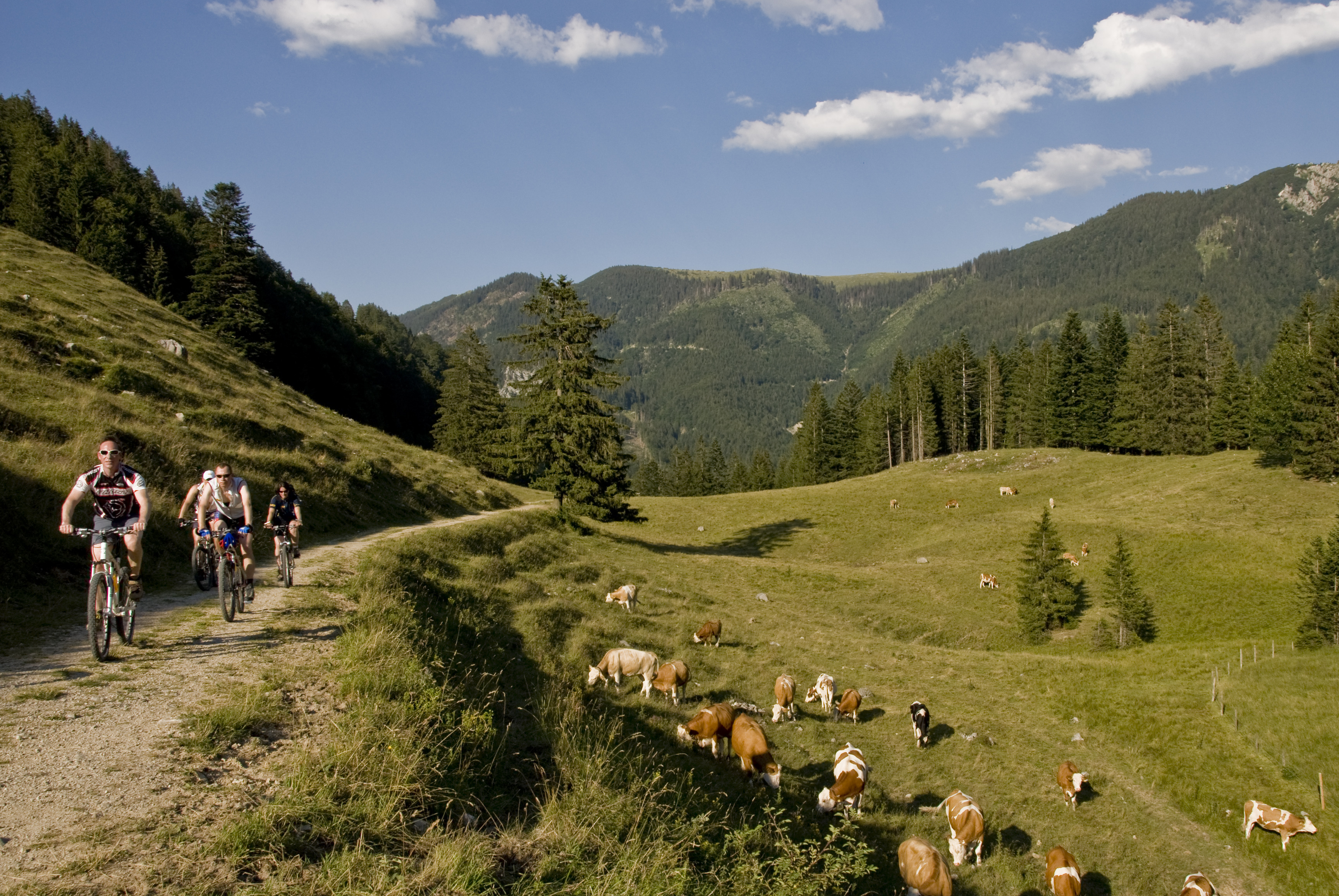 Mountainbike Zwei Radfahrer neben Kuhwiese